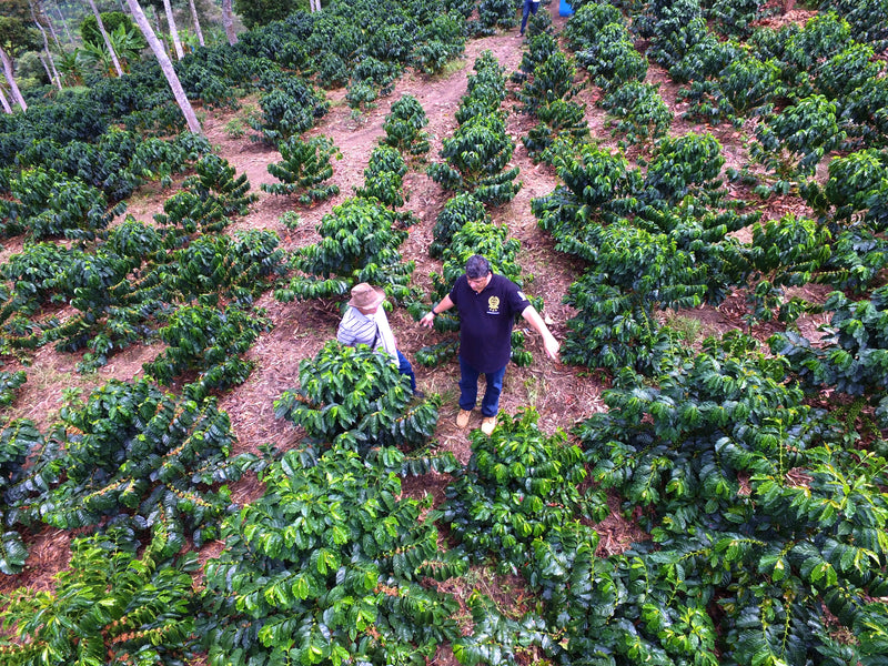 Colombia Valle Del Cauca La Esperanza Estate - *48085C* - 24965 - 70.2 kg GrainPro Bags - SPOT SHANGHAI