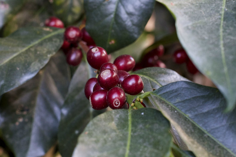 Ethiopia East Harrar 4 Natural Nafisifi - *52649* - 27272 - GrainPro Bags - SPOT COSEATAC