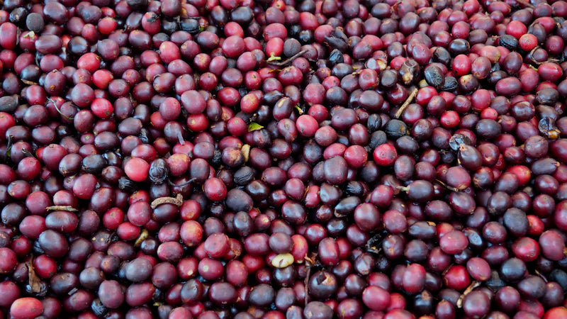 Ethiopia Gedeb 1 Natural Banko Gotiti - *50187C* - 26234 - 30.0 kg GrainPro Bags - SPOT SHANGHAI