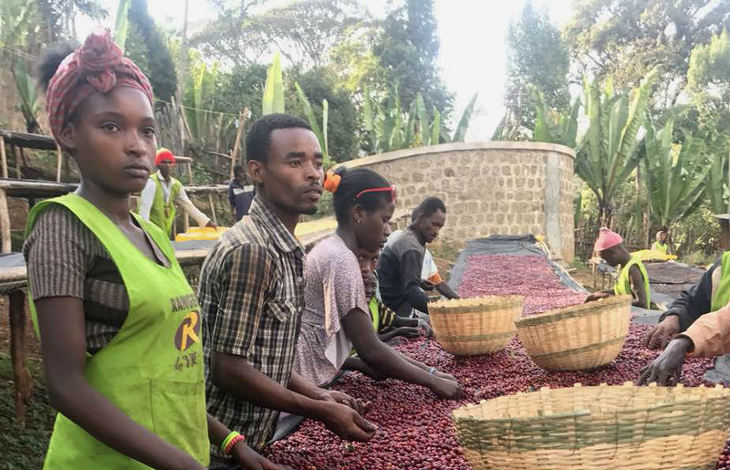 Ethiopia Gedeb 1 Natural Premium Preparation Wuri - *46853* - 25475 - GrainPro Bags - SPOT RCWHSE