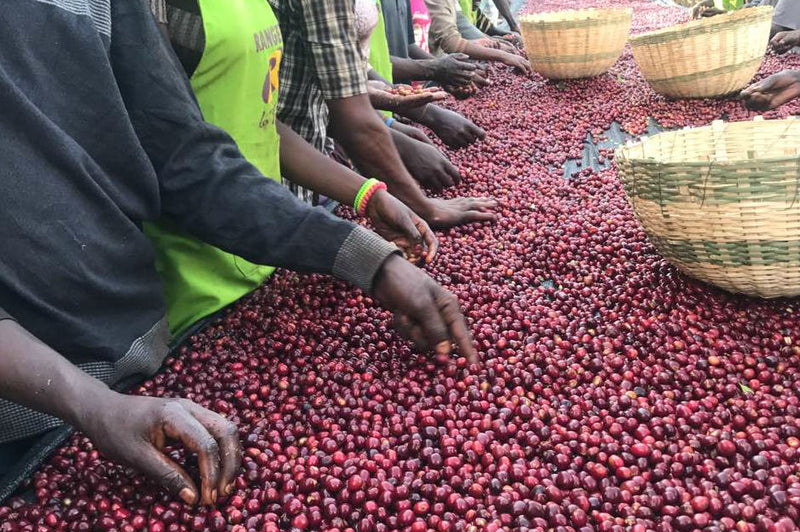 Ethiopia Gedeb 1 Natural Premium Preparation Wuri - *46853* - 25475 - GrainPro Bags - SPOT RCWHSE