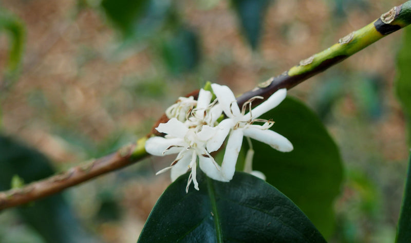 Ethiopia Gedeb 1 Natural Premium Preparation Wuri - *46853* - 25475 - GrainPro Bags - SPOT RCWHSE