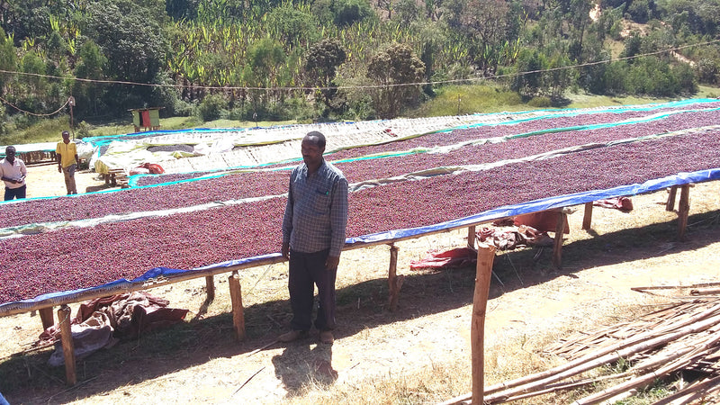 Ethiopia Guji 1 Natural Derikocha - *46846H* - 25477 - GrainPro Bags - SPOT DUPUYHOU