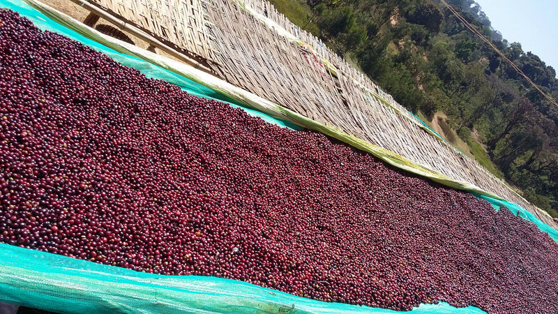 Ethiopia Guji 1 Natural Derikocha - *46846H* - 25477 - GrainPro Bags - SPOT DUPUYHOU