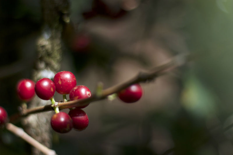 Ethiopia Guji 1 Natural Derikocha - *46846H* - 25477 - GrainPro Bags - SPOT DUPUYHOU
