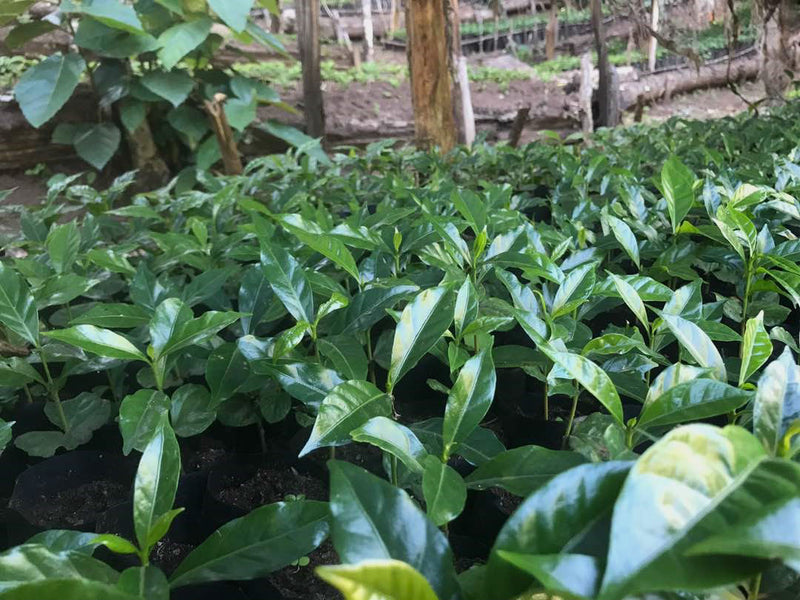 ROYAL GEM ETHIOPIA GUJI 3 NATURAL ORGANIC KAYON MOUNTAIN SPECIAL PREP - 35507-1 - SPOT RCWHSE