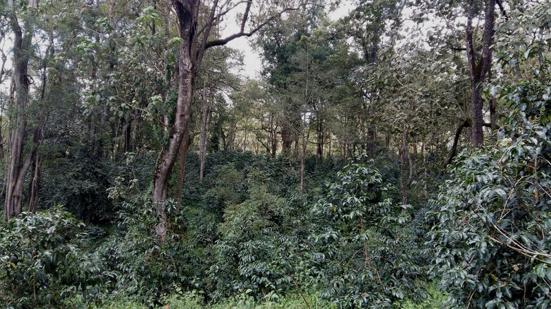 ETHIOPIA GUJI 3 NATURAL ORGANIC KAYON MOUNTAIN - 33281 - GrainPro Bags - SPOT RCWHSE
