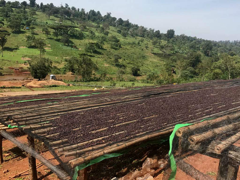 ROYAL GEM ETHIOPIA GUJI 3 NATURAL ORGANIC KAYON MOUNTAIN SPECIAL PREP - 35507-1 - SPOT RCWHSE