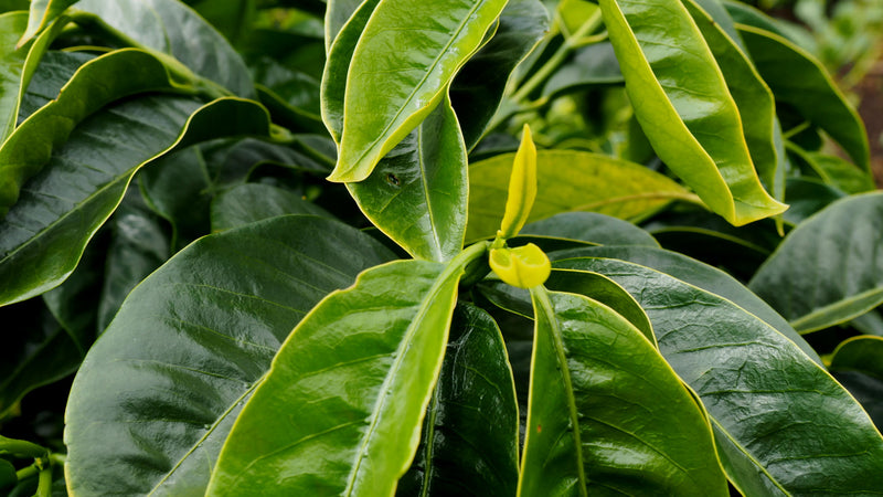 Ethiopia Guji 1 Natural - Lot 389 *50751H* - 23629 - GrainPro Bags - SPOT DUPUYHOU