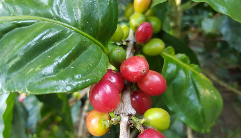 Ethiopia Guji 1 Natural - Lot 389 *50751H* - 23629 - GrainPro Bags - SPOT DUPUYHOU