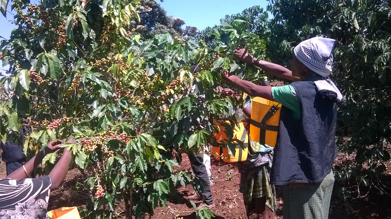 Ethiopia Harrar 4 Natural Kubsitu Cooperative - *50859* - 25247 - GrainPro Bags - SPOT RCWHSE