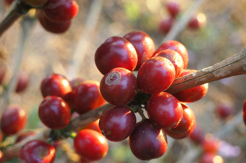 Ethiopia Harrar 4 Natural Kubsitu Cooperative - *50859* - 25247 - GrainPro Bags - SPOT RCWHSE