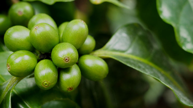 ETHIOPIA SIDAMA 2 WASHED FT ORGANIC NURA KORATE - *52558* - 27223 - Ecotact Bags - SPOT RCWHSE