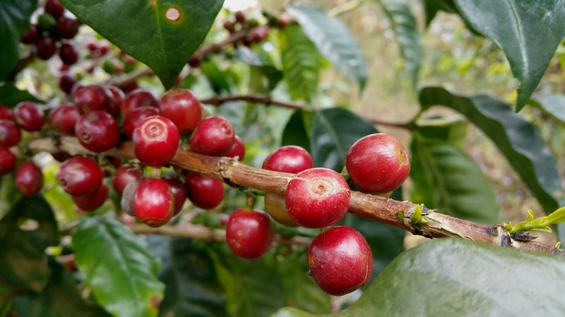 ETHIOPIA SIDAMA 2 WASHED FT-FLO/USA ORGANIC BOA BEDEGELO - 33295-4 - GrainPro Bags - SPOT COSEATAC
