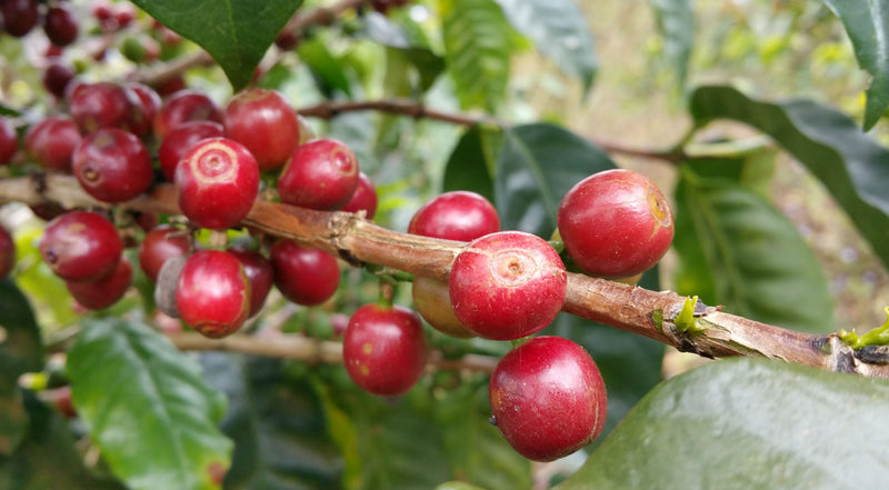Ethiopia Yirgacheffe 1 Natural Lippia Abyssinica - 36456 - 30.0 kg GrainPro Bags - SPOT RCWHSE