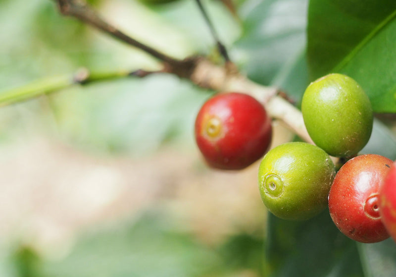 ETHIOPIA SIDAMA 2 WASHED FT ORGANIC HOMACHO WAENO - *52557* - 27630 - Ecotact Bags - SPOT COSEATAC