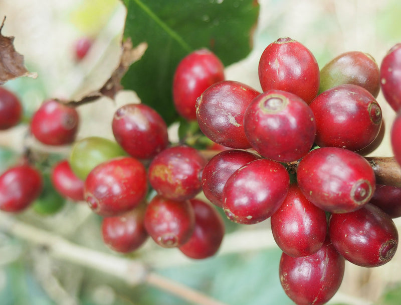 ETHIOPIA YIRGACHEFFE 2 WASHED FT-FLO/USA ORGANIC OROMIA - JIRMA WACHU - 29454 - GrainPro Bags - SPOT RCWHSE