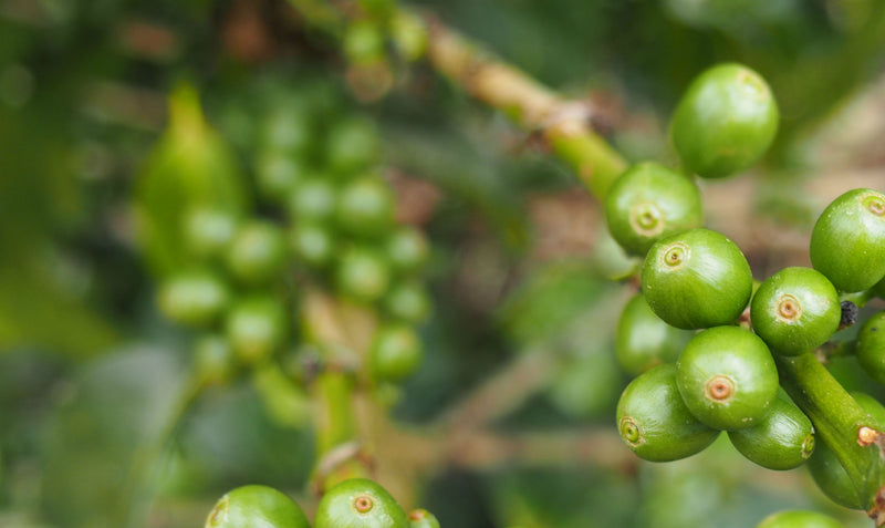 ETHIOPIA SIDAMO 2 WASHED ORGANIC OROMIA - *50077W* - 27623 - GrainPro Bags - SPOT COSEATAC