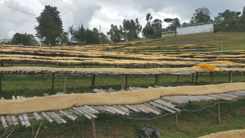Ethiopia Yirgacheffe 2 Washed Kochere - 36215-1 - GrainPro Bags - SPOT COSEATAC
