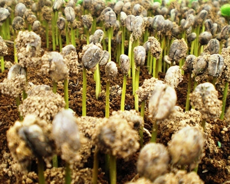 Colombia Excelso EP - 36471 - 70.0 kg GrainPro Bags - SPOT SEAFORTH