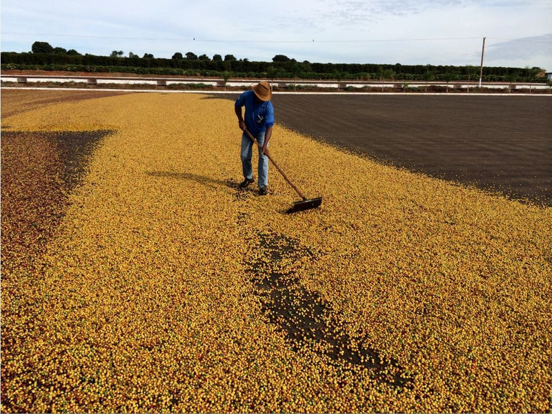 Brazil RFA-IP Cerrado Fazenda Plato Azul Natural 16+ - *49930* - 25949 - Videplast Bags - SPOT RCWHSE