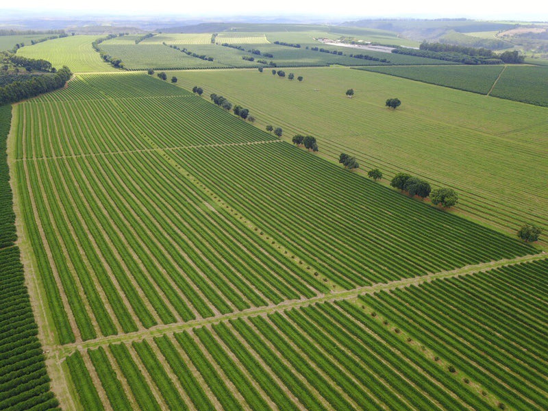 Brazil RFA-IP Cerrado Fazenda Plato Azul Natural 16+ - *49930* - 25949 - Videplast Bags - SPOT RCWHSE
