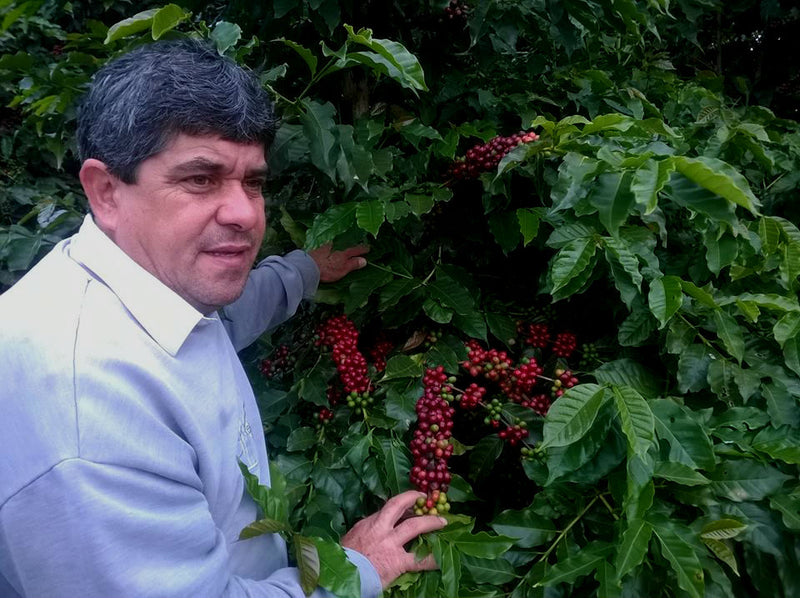 Brazil Sitio Da Torre Yellow Bourbon Natural Peaberry - 30201 - Videplast Bags - SPOT RCWHSE