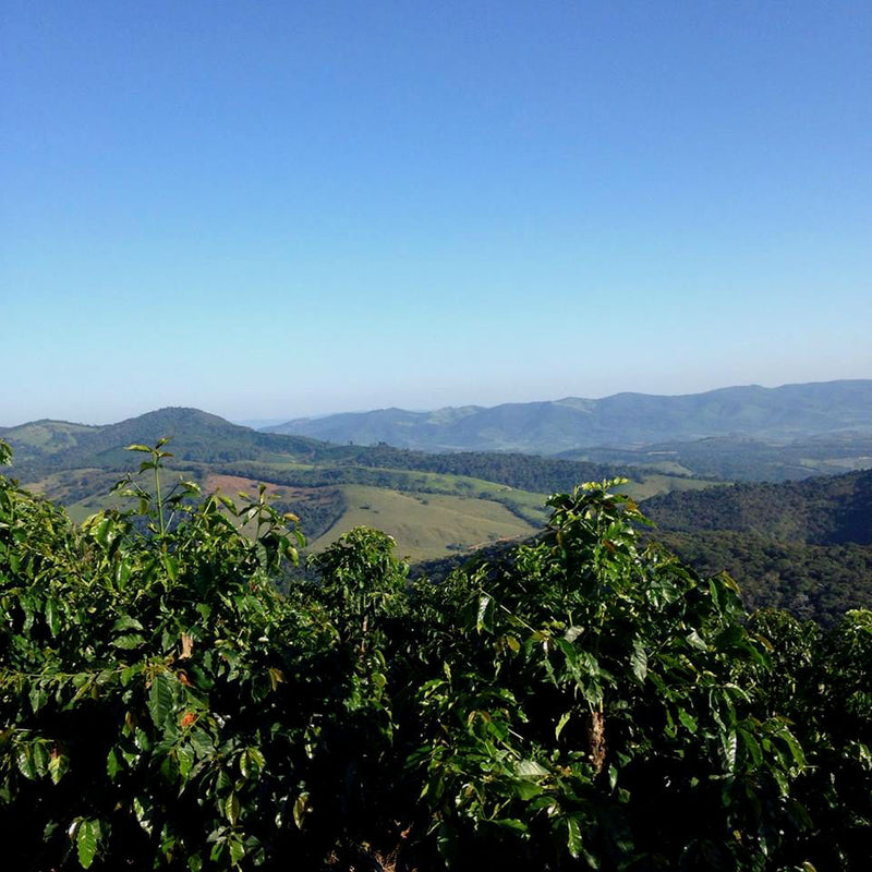 Brazil Sitio Da Torre Pulped Natural Yellow Catuai Peaberry  - 30198 - Videplast Bags - SPOT RCWHSE