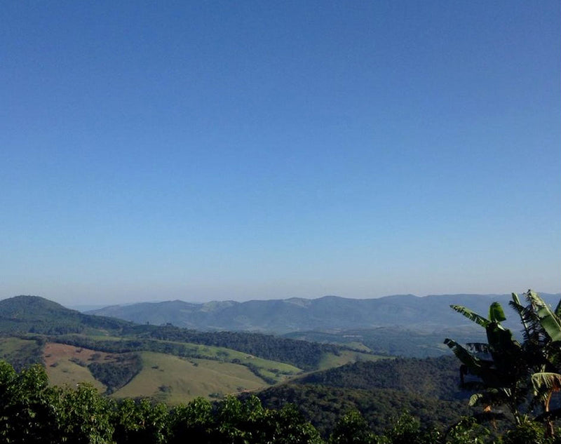Brazil Sitio Da Torre Yellow Bourbon Natural Peaberry - 30192 - Videplast Bags - SPOT RCWHSE