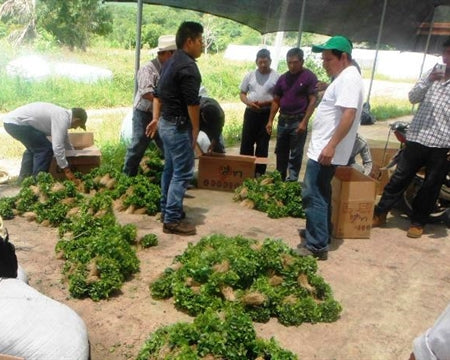 MEXICO FT-FLO ORGANIC CHIAPAS SAN FERNANDO ALTURA HG EP - *49106* - 24454 - SPOT RCWHSE