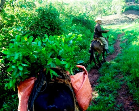 MEXICO FT-FLO ORGANIC CHIAPAS SAN FERNANDO ALTURA HG EP - *48670* - 24452 - SPOT RCWHSE