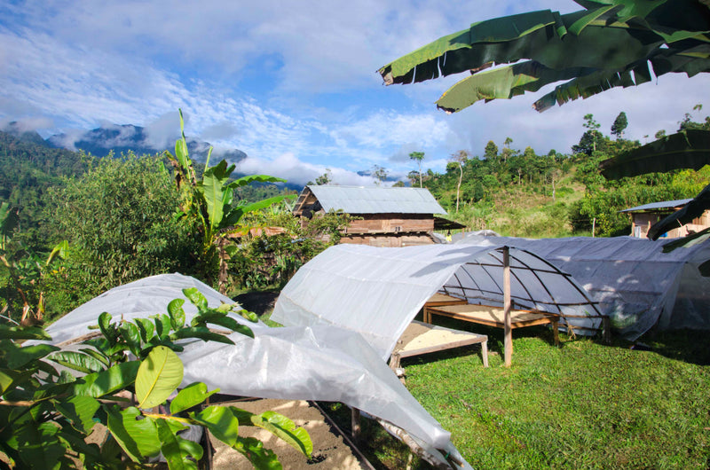 Peru Satipo Finca Tasta Honey Catuai - 35646 - GrainPro Bags - SPOT RCWHSE