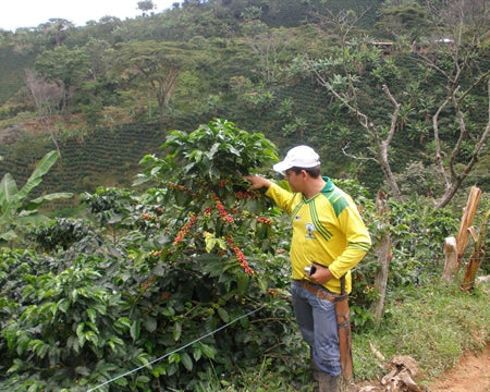 COLOMBIA FT-FLO ORGANIC TOLIMA DEL RIO EP - 29172 - 70.0 kg GrainPro Bags - SPOT RCWHSE