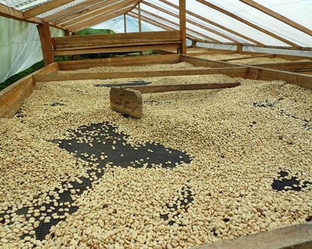 COLOMBIA FT-FLO ORGANIC TOLIMA DEL RIO EP - 29172 - 70.0 kg GrainPro Bags - SPOT RCWHSE