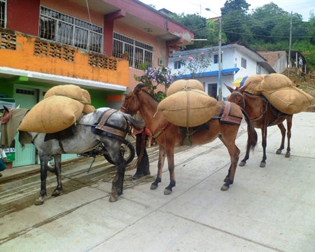 COLOMBIA FT-FLO ORGANIC TOLIMA DEL RIO EP - 29172-1 - 70.0 kg GrainPro Bags - SPOT COSEATAC