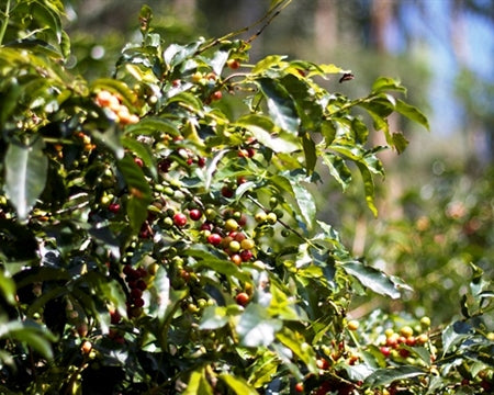 ETHIOPIA YIRGACHEFFE 2 WASHED ORGANIC WORKA - LOT 02 - 31702 - GrainPro Bags - SPOT RCWHSE