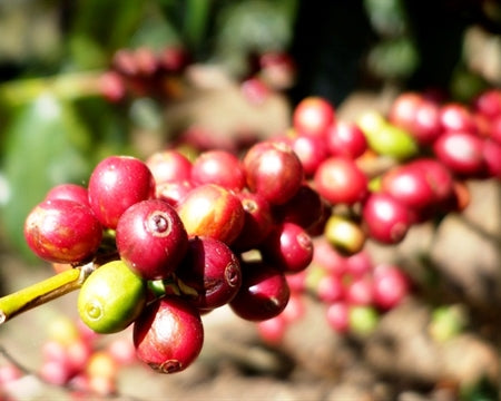 ETHIOPIA SIDAMA 2 WASHED FT ORGANIC WOTTONA BULTUMA - 29158 - Ecotact Bags - SPOT RCWHSE