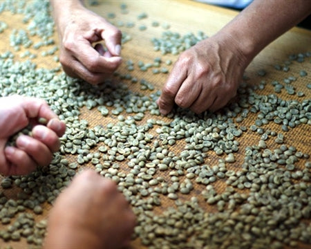 ETHIOPIA SIDAMA 2 WASHED FT ORGANIC WOTTONA BULTUMA - 29158 - Ecotact Bags - SPOT RCWHSE