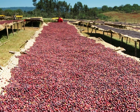 ROYAL GEM ETHIOPIA SIDAMA 3 NATURAL FT-FLO/USA ORGANIC FURA - 30699 - SPOT RCWHSE