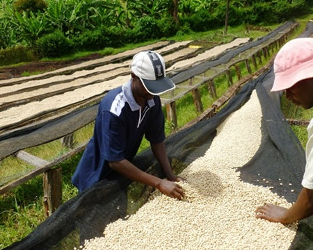 Kenya Kirinyaga Baragwi Guama AA - 08NG0085 *52416* - 27174 - Ecotact Bags - SPOT RCWHSE