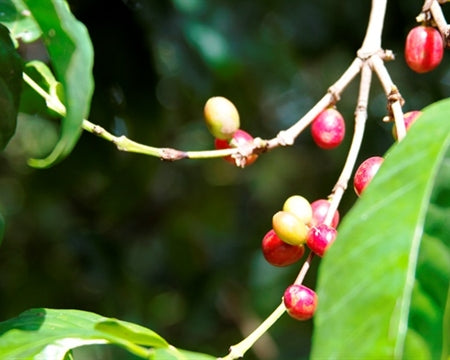 Decaf Kenya Nyeri Mutheka and Othaya Swiss Water Process - 36738 - GrainPro Bags - SPOT RCWHSE