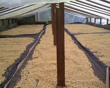 Colombia Tolima Planadas Dulce Natural Caturra - *51458* - 25717 - GrainPro Bags - SPOT RCWHSE