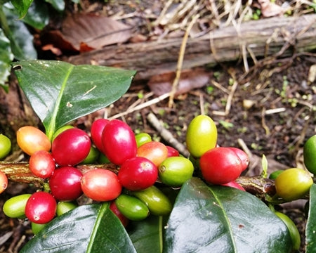 Kenya Nyeri Kiaguthu Peaberry - 17TY0003 - 36862 - GrainPro Bags - SPOT RCWHSE