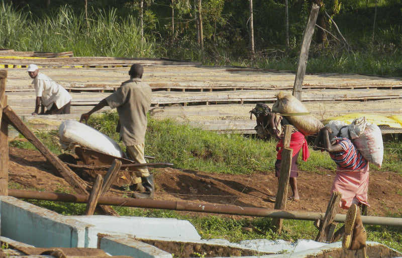 Kenya Nyeri Othaya Gatugi AB - 21TY0006 - 29344-2 - GrainPro Bags - SPOT COSEATAC