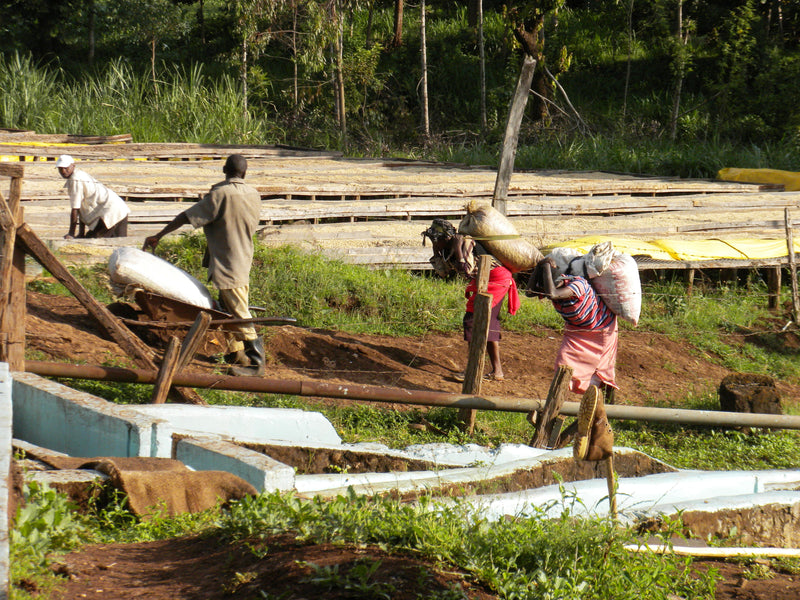 Kenya Nyeri Othaya Gatugi Peaberry - 21TY0010 - 29346 - GrainPro Bags - SPOT RCWHSE