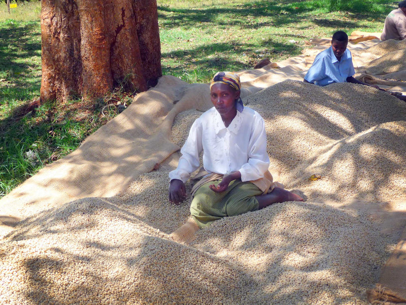 Kenya Nyeri Othaya Gatugi Peaberry - 21TY0010 - 29346 - GrainPro Bags - SPOT RCWHSE