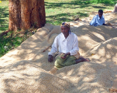 Kenya Nyeri Othaya Gatugi AB - 21TY0006 - 29344-1 - GrainPro Bags - SPOT COSEATAC