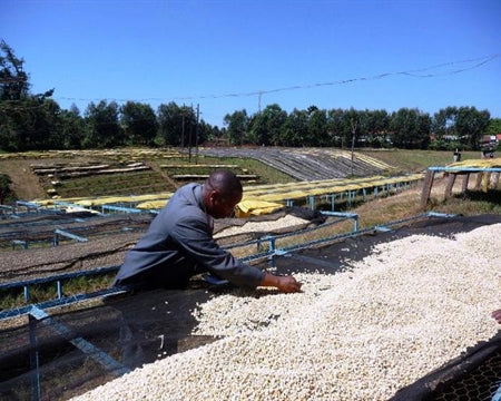 Kenya Nyeri Othaya Kiruga AA - 11TY0001 *49668* - 25676 - GrainPro Bags - SPOT RCWHSE