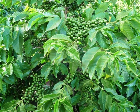 Kenya Nyeri Othaya Gatuyaini Natural - 18KE2016 - 33563 - GrainPro Bags - SPOT RCWHSE