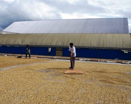 SUMATRA ORGANIC BENER MERIAH MANDHELING GRADE 1 - 36907 - SPOT SEAFORTH